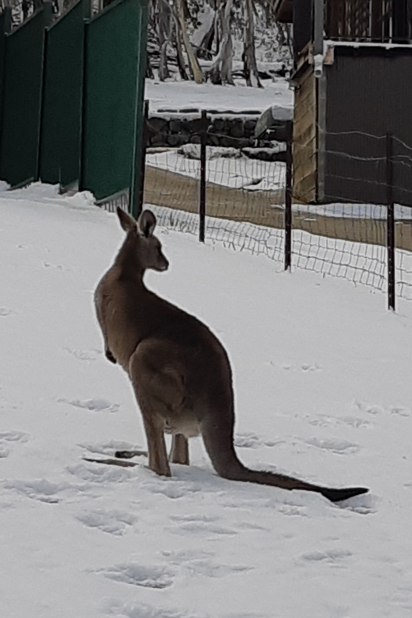 Alpine Garden Chalet